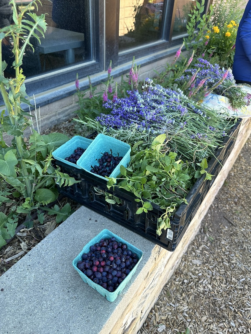 Berries in a garden