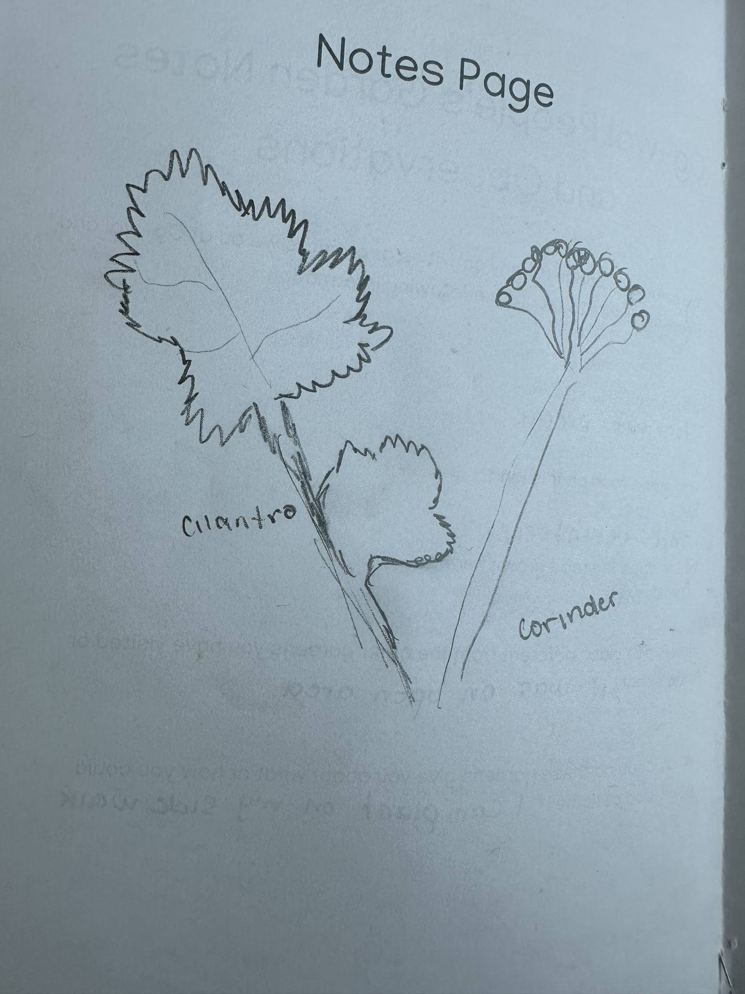 Student sketch of plant